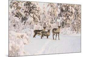 Reindeers Near Ivalo, Finland-Françoise Gaujour-Mounted Photographic Print