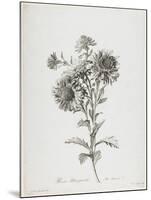 Reine-Marguerite, from Fleurs Dessinees D'Apres Nature, C. 1800-Gerard Van Spaendonck-Mounted Giclee Print