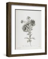 Reine-Marguerite, from Fleurs Dessinees D'Apres Nature, C. 1800-Gerard Van Spaendonck-Framed Giclee Print