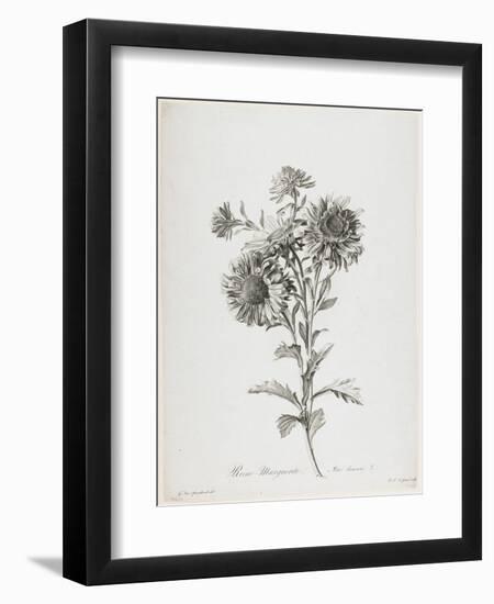 Reine-Marguerite, from Fleurs Dessinees D'Apres Nature, C. 1800-Gerard Van Spaendonck-Framed Giclee Print