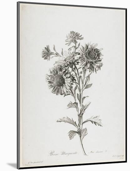 Reine-Marguerite, from Fleurs Dessinees D'Apres Nature, C. 1800-Gerard Van Spaendonck-Mounted Giclee Print