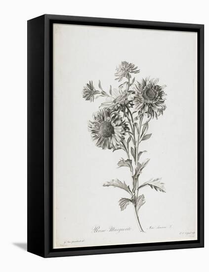 Reine-Marguerite, from Fleurs Dessinees D'Apres Nature, C. 1800-Gerard Van Spaendonck-Framed Stretched Canvas