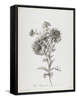 Reine-Marguerite, from Fleurs Dessinees D'Apres Nature, C. 1800-Gerard Van Spaendonck-Framed Stretched Canvas