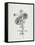 Reine-Marguerite, from Fleurs Dessinees D'Apres Nature, C. 1800-Gerard Van Spaendonck-Framed Stretched Canvas