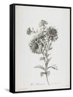 Reine-Marguerite, from Fleurs Dessinees D'Apres Nature, C. 1800-Gerard Van Spaendonck-Framed Stretched Canvas