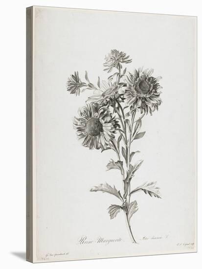 Reine-Marguerite, from Fleurs Dessinees D'Apres Nature, C. 1800-Gerard Van Spaendonck-Stretched Canvas