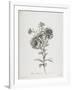 Reine-Marguerite, from Fleurs Dessinees D'Apres Nature, C. 1800-Gerard Van Spaendonck-Framed Giclee Print