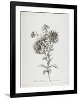 Reine-Marguerite, from Fleurs Dessinees D'Apres Nature, C. 1800-Gerard Van Spaendonck-Framed Giclee Print