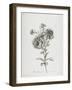 Reine-Marguerite, from Fleurs Dessinees D'Apres Nature, C. 1800-Gerard Van Spaendonck-Framed Giclee Print