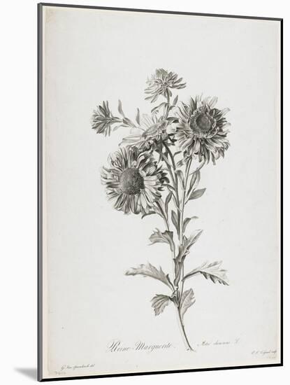 Reine-Marguerite, from Fleurs Dessinees D'Apres Nature, C. 1800-Gerard Van Spaendonck-Mounted Giclee Print