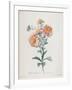 Reine-Marguerite, from Fleurs Dessinees D'Apres Nature, C. 1800-Gerard Van Spaendonck-Framed Giclee Print