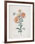 Reine-Marguerite, from Fleurs Dessinees D'Apres Nature, C. 1800-Gerard Van Spaendonck-Framed Giclee Print