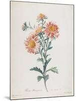 Reine-Marguerite, from Fleurs Dessinees D'Apres Nature, C. 1800-Gerard Van Spaendonck-Mounted Giclee Print