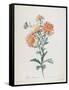 Reine-Marguerite, from Fleurs Dessinees D'Apres Nature, C. 1800-Gerard Van Spaendonck-Framed Stretched Canvas