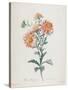 Reine-Marguerite, from Fleurs Dessinees D'Apres Nature, C. 1800-Gerard Van Spaendonck-Stretched Canvas
