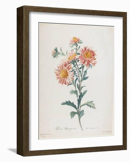 Reine-Marguerite, from Fleurs Dessinees D'Apres Nature, C. 1800-Gerard Van Spaendonck-Framed Giclee Print