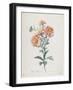 Reine-Marguerite, from Fleurs Dessinees D'Apres Nature, C. 1800-Gerard Van Spaendonck-Framed Giclee Print