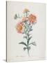 Reine-Marguerite, from Fleurs Dessinees D'Apres Nature, C. 1800-Gerard Van Spaendonck-Stretched Canvas