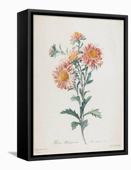 Reine-Marguerite, from Fleurs Dessinees D'Apres Nature, C. 1800-Gerard Van Spaendonck-Framed Stretched Canvas