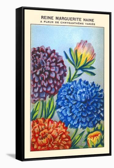 Reine Marguerite Naine A Fleur De Chrysantheme Varie-null-Framed Stretched Canvas