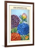 Reine Marguerite Naine A Fleur De Chrysantheme Varie-null-Framed Art Print