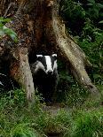 Badger-Reiner Bernhardt-Photographic Print