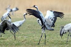 Cranes-Reiner Bernhardt-Photographic Print