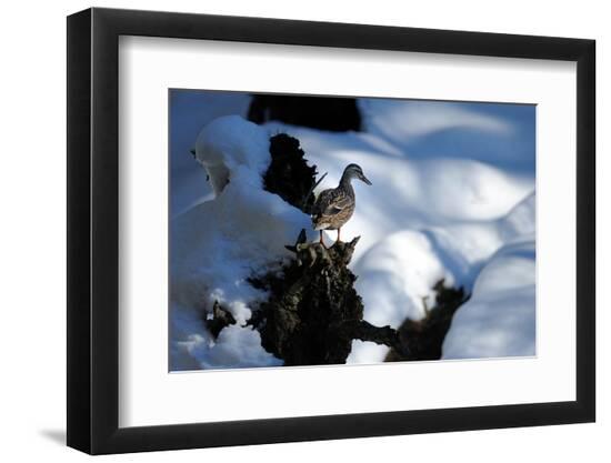 Photographic Print, , large