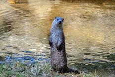 Badger-Reiner Bernhardt-Photographic Print