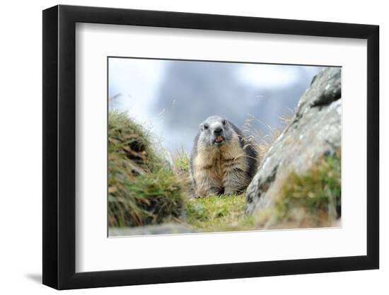 Photographic Print, , large