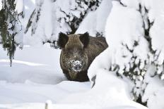 Wild Boar in Winter-Reiner Bernhardt-Photographic Print