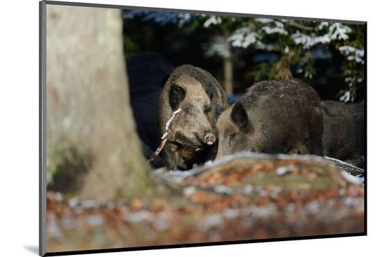 Photographic Print, , large