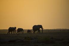 Namibia, Region of Kunene, Etosha National Park, Water Hole Okaukuejo, Giraffes-Reiner Harscher-Framed Stretched Canvas