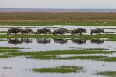 Kenya, Kajiado County, Amboseli National Park, African Elephant-Reiner Harscher-Framed Photographic Print