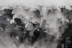 Namibia, Region of Kunene, Etosha National Park, Water Hole Okaukuejo, Giraffes-Reiner Harscher-Stretched Canvas