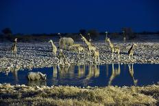 Namibia, Region of Kunene, Etosha National Park, Water Hole Okaukuejo, Giraffes-Reiner Harscher-Stretched Canvas