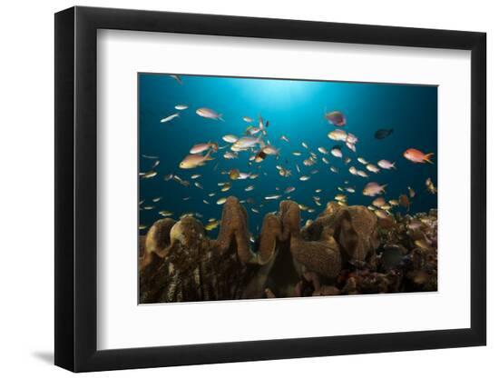 Premium Photographic Print, , large