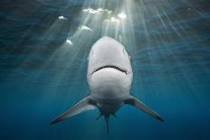 Whitetip Reef Shark (Triaenodon Obesus)-Reinhard Dirscherl-Photographic Print