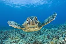 Green Turtle (Chelonia Mydas), Maui, Hawaii, USA-Reinhard Dirscherl-Framed Photographic Print