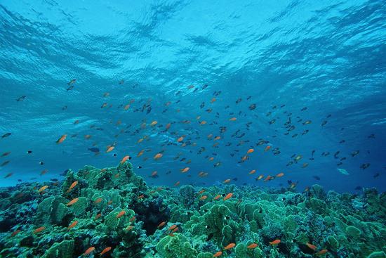 Photographic Print, , large