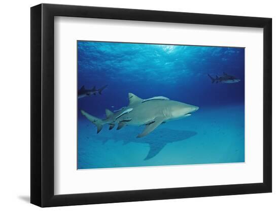 Premium Photographic Print, , large