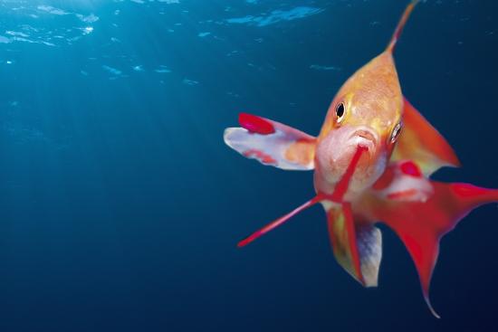 Premium Photographic Print, , large