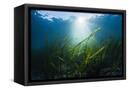 Canvas Black