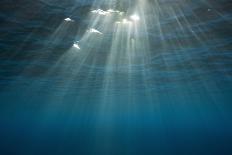 Mauve Stinger Jellyfish (Pelagia Noctiluca), Cap De Creus, Costa Brava, Spain-Reinhard Dirscherl-Photographic Print