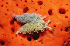 Two Lettuce Sea Slugs, Tridachia Crispata, Saint Lucia, French West Indies, Caribbean Sea-Reinhard Dirscherl-Photographic Print