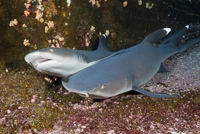Whitetip Reef Shark (Triaenodon Obesus)