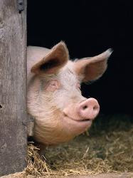 Pigs Color Photography Posters Prints Paintings Wall Art Allposters Com