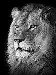 Portrait Of A Lion In Black And White-Reinhold Leitner-Stretched Canvas