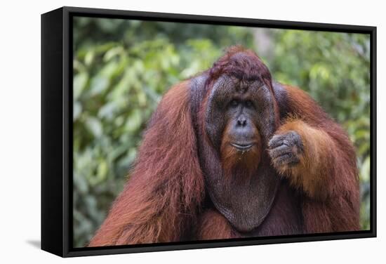 Reintroduced Flanged Male Orangutan (Pongo Pygmaeus), Indonesia-Michael Nolan-Framed Stretched Canvas