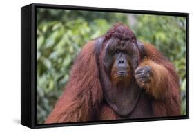 Reintroduced Flanged Male Orangutan (Pongo Pygmaeus), Indonesia-Michael Nolan-Framed Stretched Canvas
